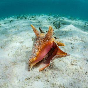 conch shell in the water